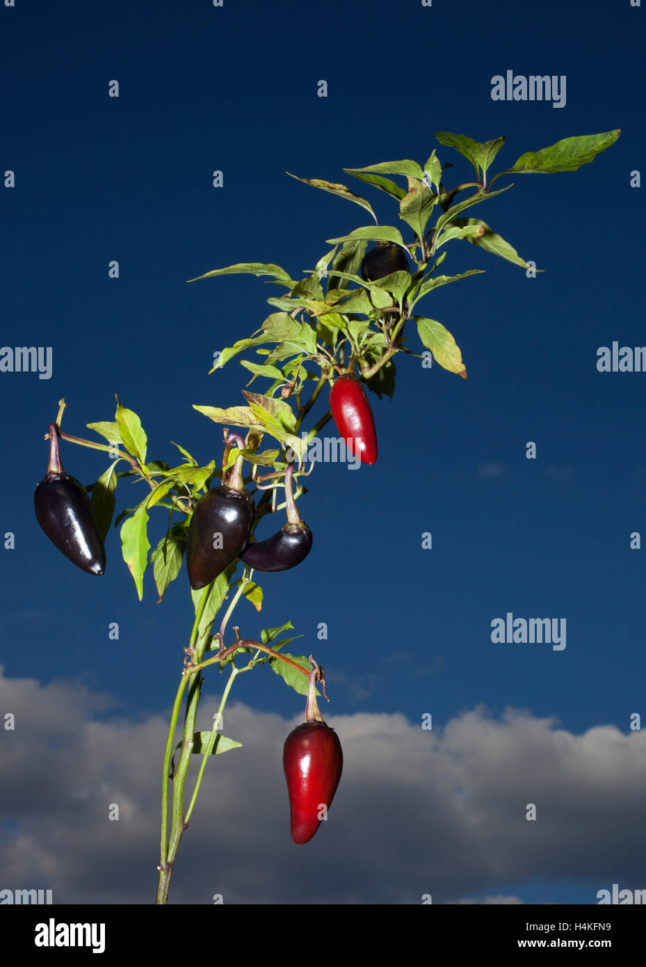 Plant that has purple and red jalapenos growing on it Stock Photo Alamy