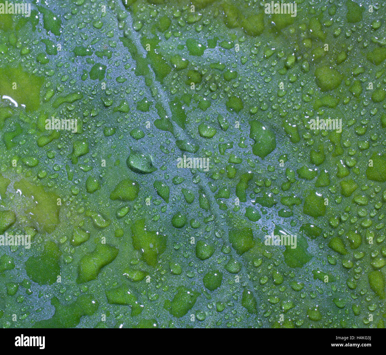 Green leaf with water drops just after a rain Stock Photo - Alamy