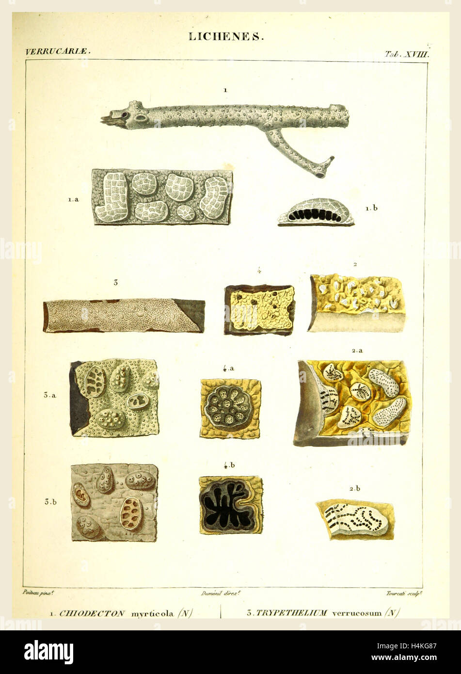 Lichenes, 19th century engraving, lichen, lichens Stock Photo