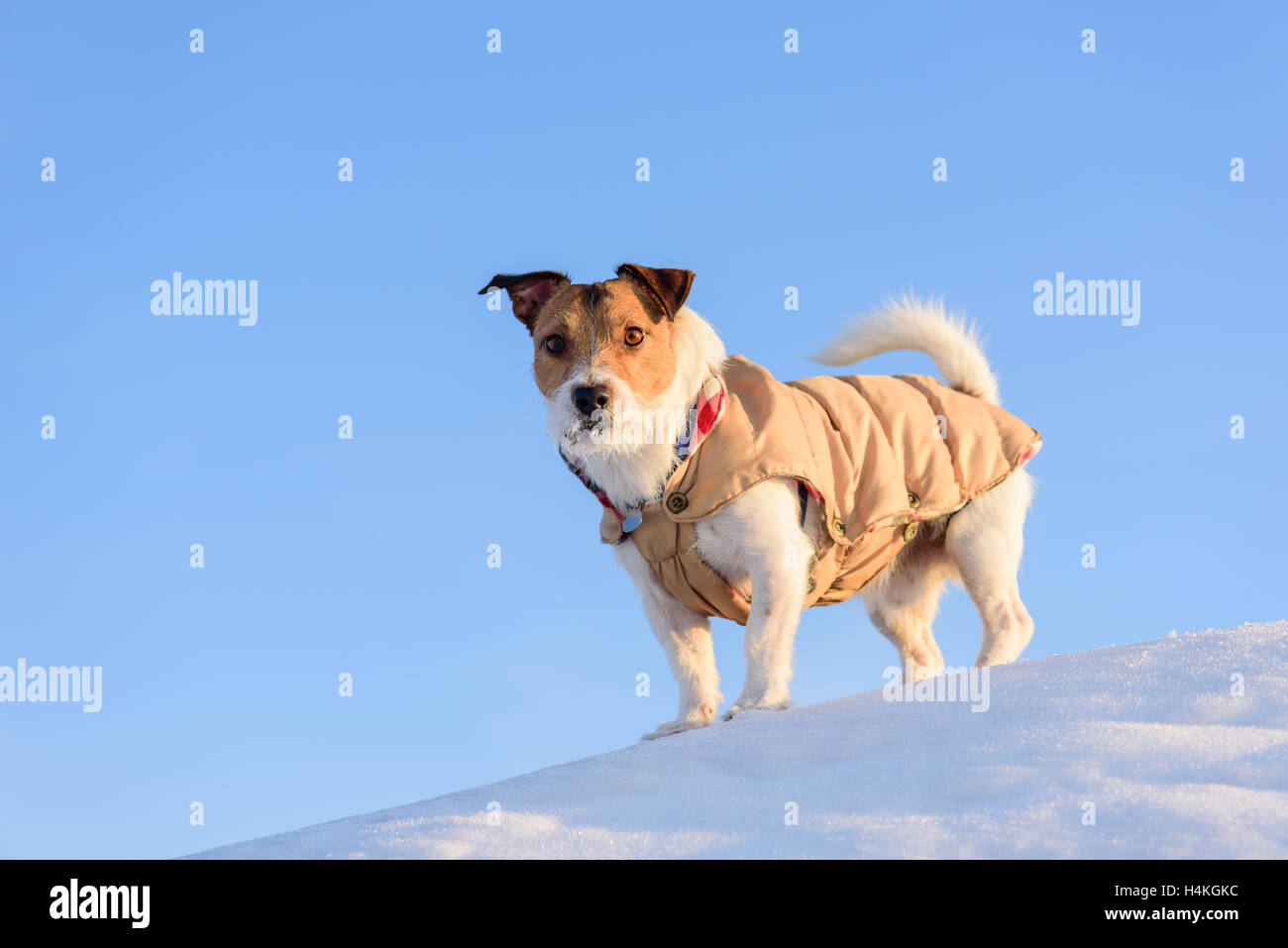 Dog hiking at winter mountains Stock Photo