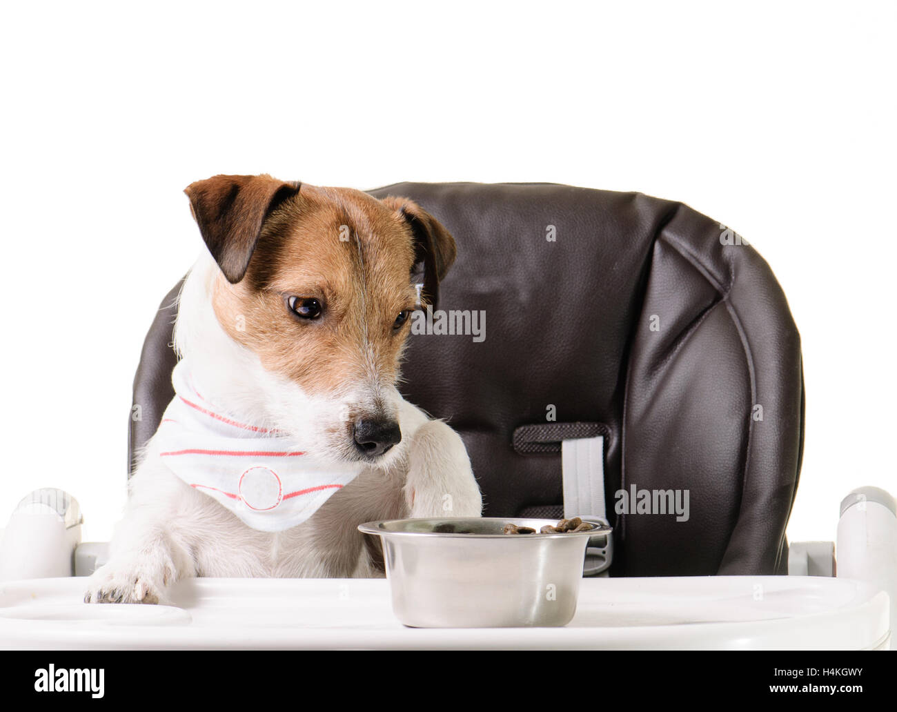 Dog refuses to eat its kibble food Stock Photo Alamy