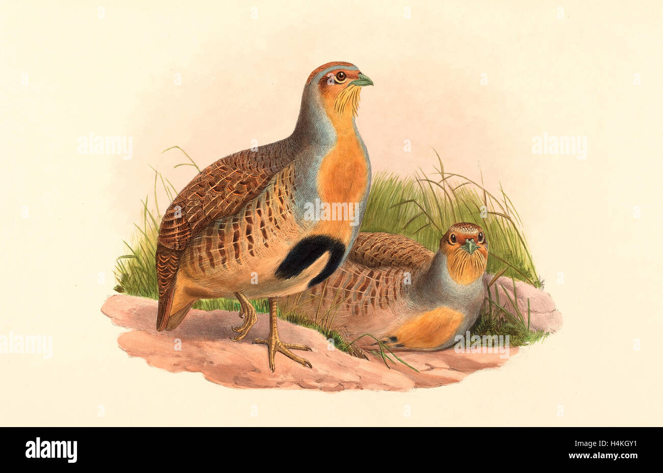 John Gould and H.C. Richter (British, 1804  1881 ), Perdix barbata (Daurian Partridge), colored lithograph Stock Photo
