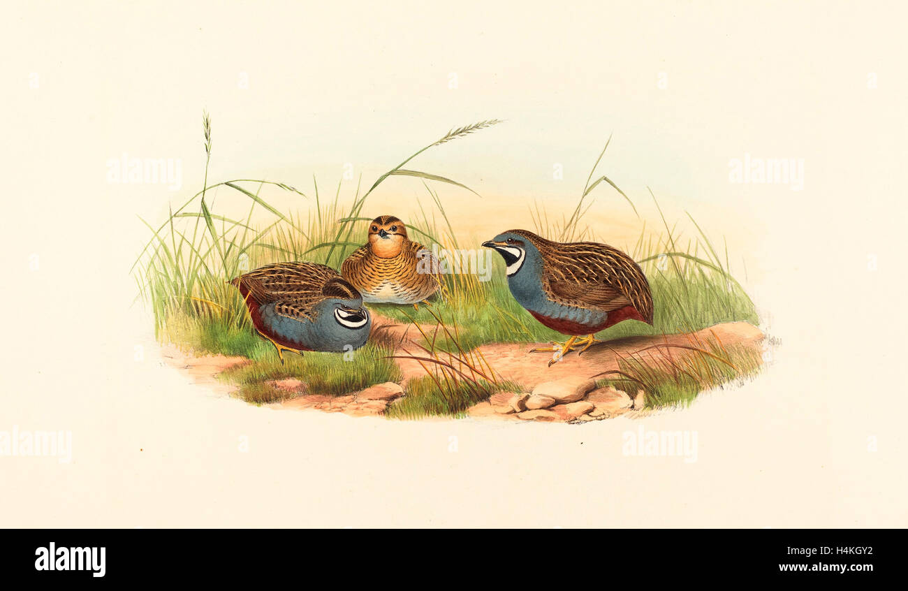 John Gould and H.C. Richter (British (?), active 1841  active c. 1881 ), Excalftoria minima (Blue-breasted Quail) Stock Photo