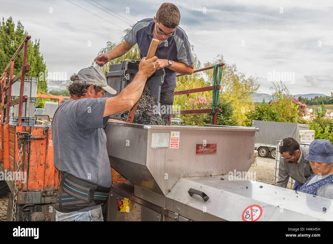 Workers at the adega,Casa Américo/Sea Campo, emptying grapes into a machine to shake the grapes from the stems.The grape harvest, Portugal Stock Photo