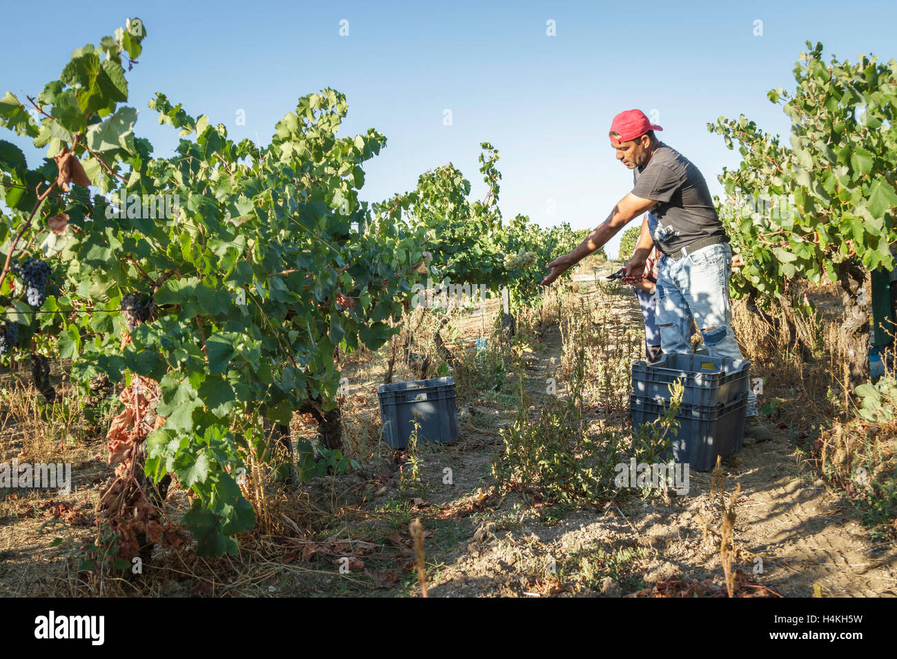 Man throwing a bunch of grapes into a crate in the vineyard at Quinta