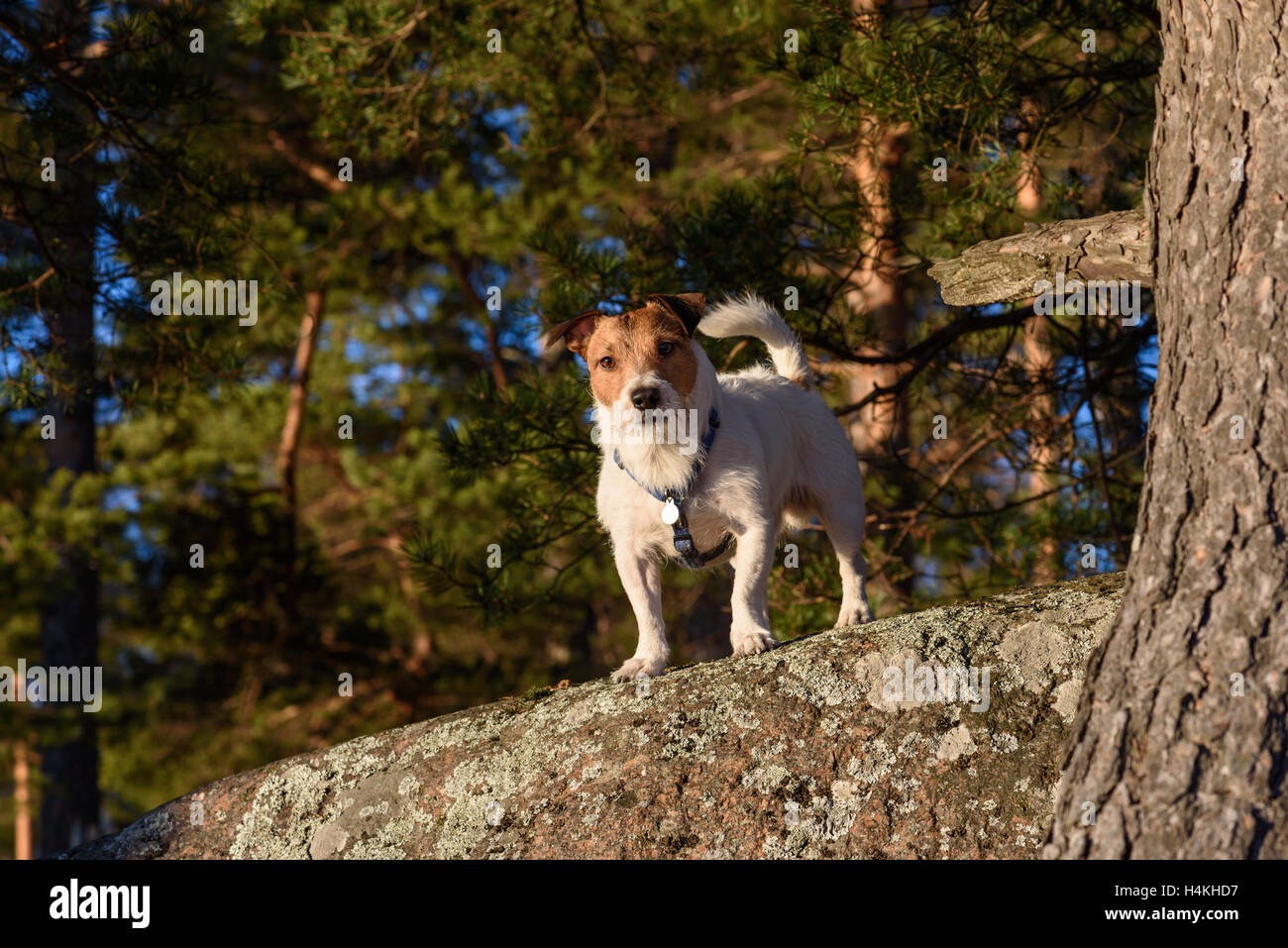 Domestic dog at wild nature off leash Stock Photo