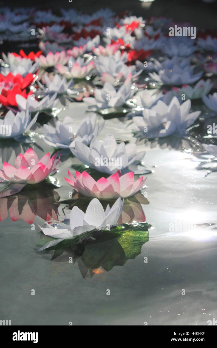 Indian diwali festival lotus flower offerings floats on water