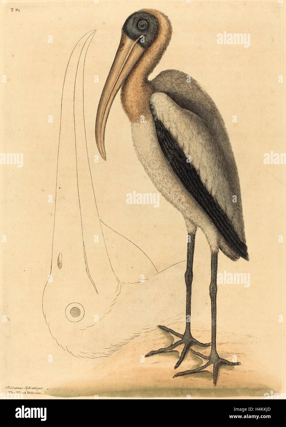 Mark Catesby (English, 1679 - 1749), The Wood Pelican (Tantalus Loculator), published 1731-1743, hand-colored engraving Stock Photo