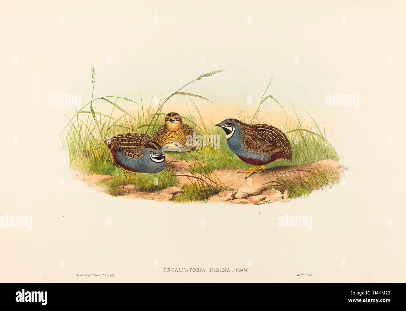 John Gould and H.C. Richter (British (?), active 1841 - active c. 1881), Excalftoria minima (Blue-breasted Quail), hand-colored Stock Photo