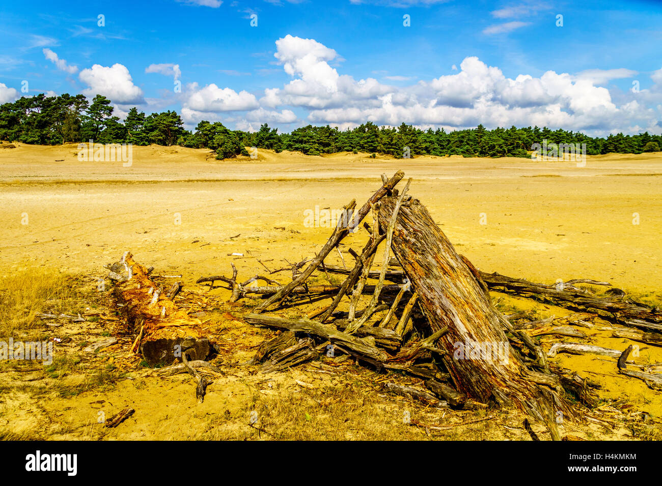 Dead Tree Stump Erosion High Resolution Stock Photography and 