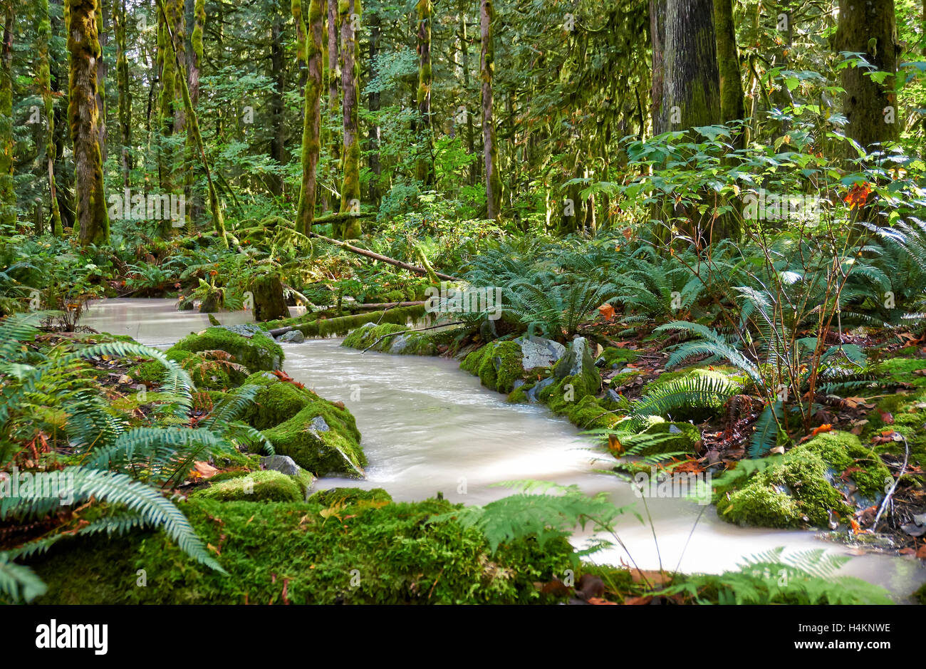 milky river in Great Bear Rainforest, Paradise Valley,Temperate