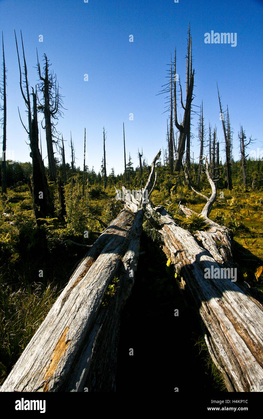 Peat bog. Old-growth cedar trees dead from previous fire, surrounded with skunk cabbage. Cormorant Island, British Columbia Corm Stock Photo