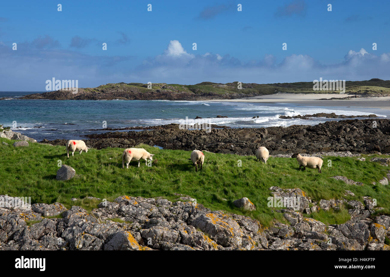 Sheep with view of Balevullin Bay,Tiree,Inner Hebrides,Argyll and Bute,Scotland Stock Photo
