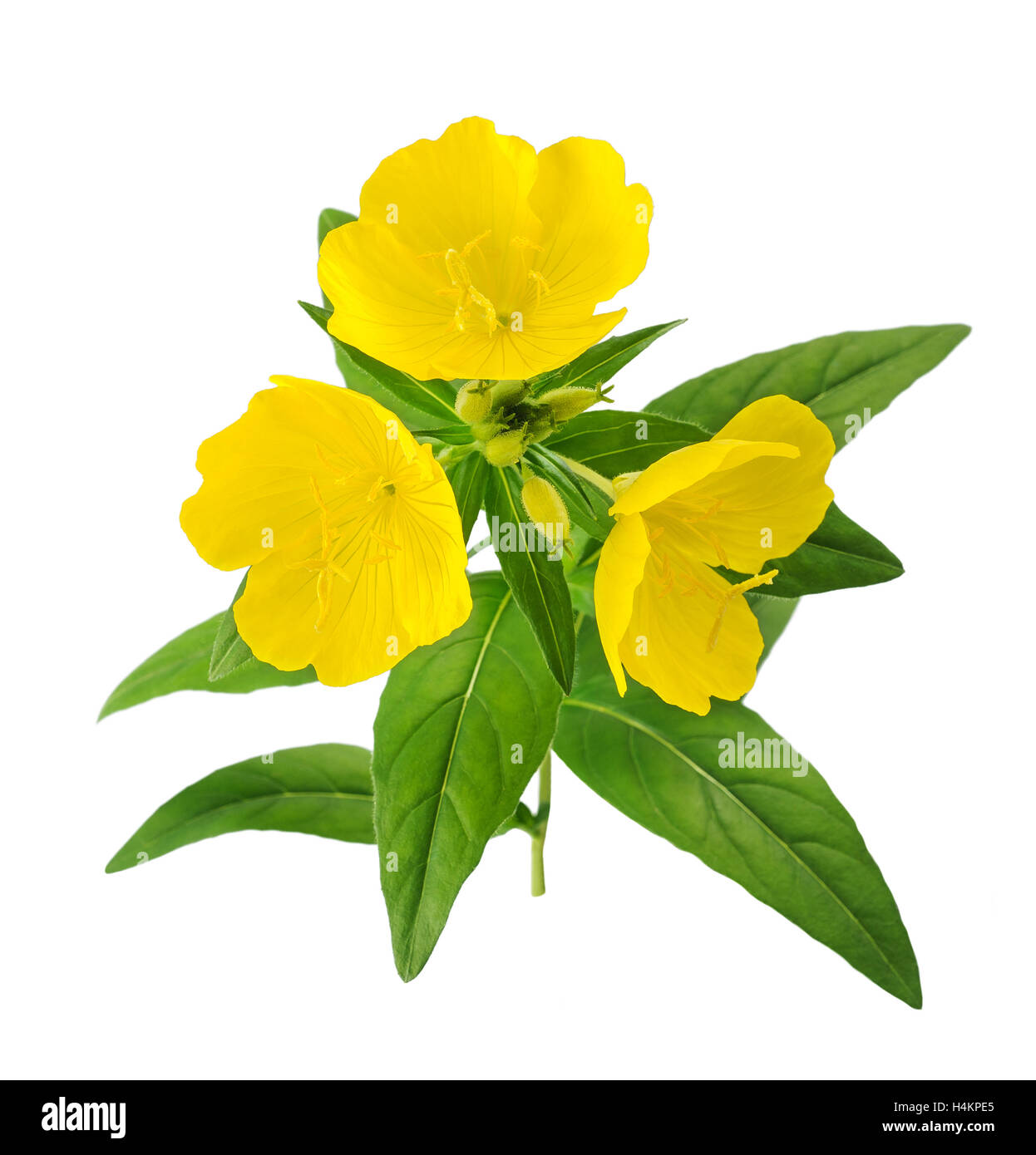 common evening primrose flowers isolated on white Stock Photo Alamy