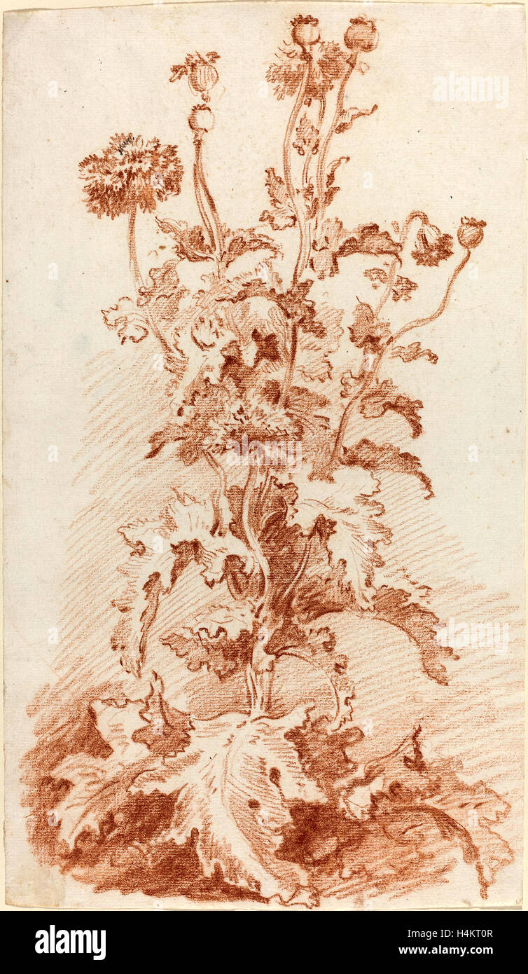 Jean-Baptiste Hüet, I, French (1745-1811), Poppies with Seed Pods, mid 1760s, red chalk on laid paper Stock Photo