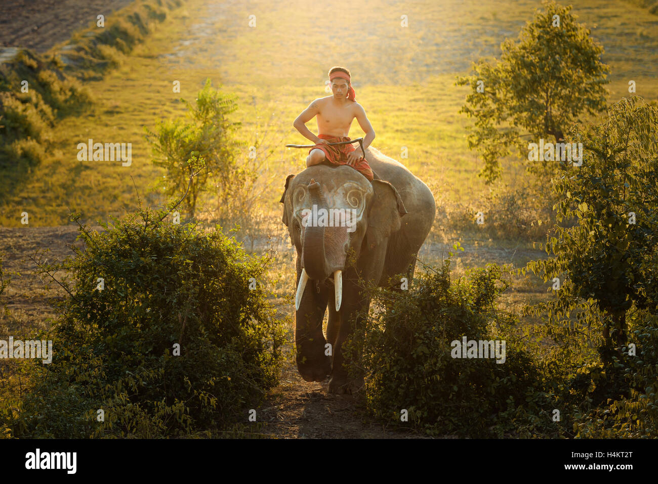 Mahout man riding an elephant, Thailand Stock Photo