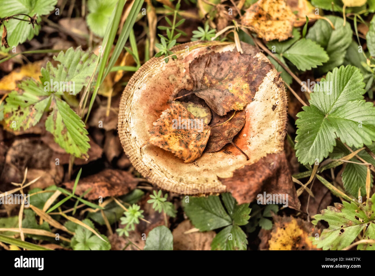 Fresh mushroom in autumn forest under leaves Stock Photo