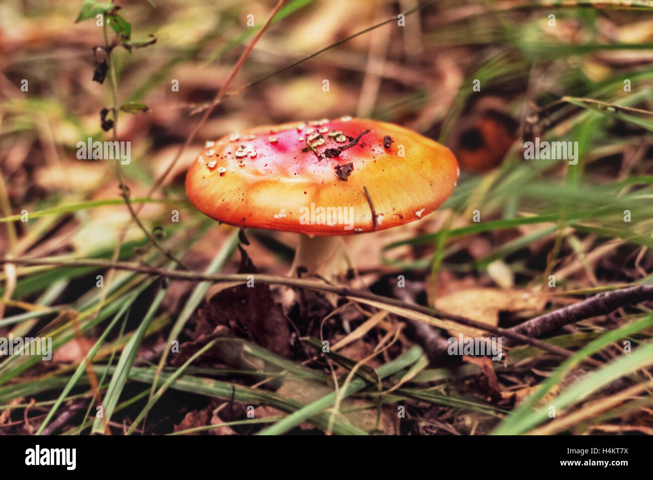 Pretty lurking in autumn woods little red poison mushroom Stock Photo