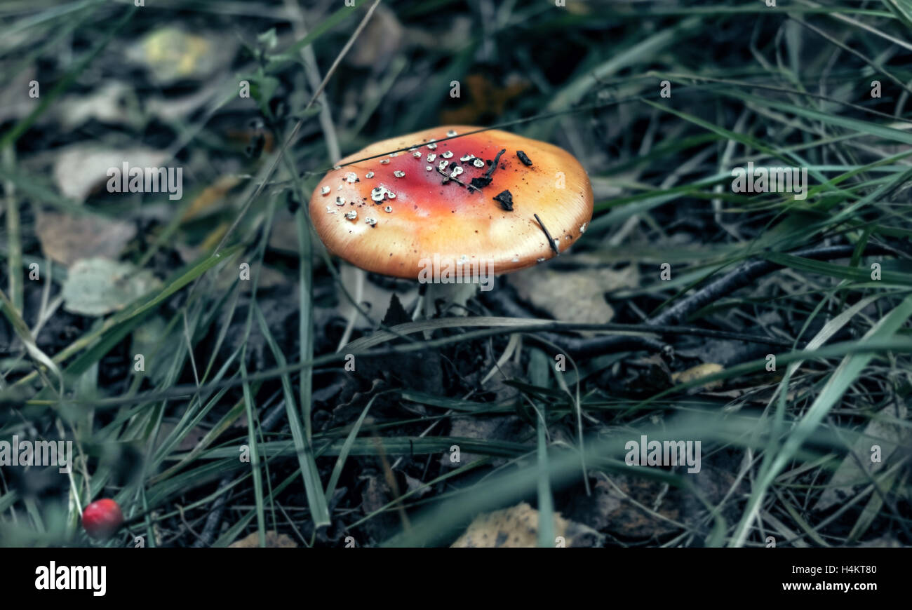 Little lurking in dark autumn woods red poison mushroom Stock Photo