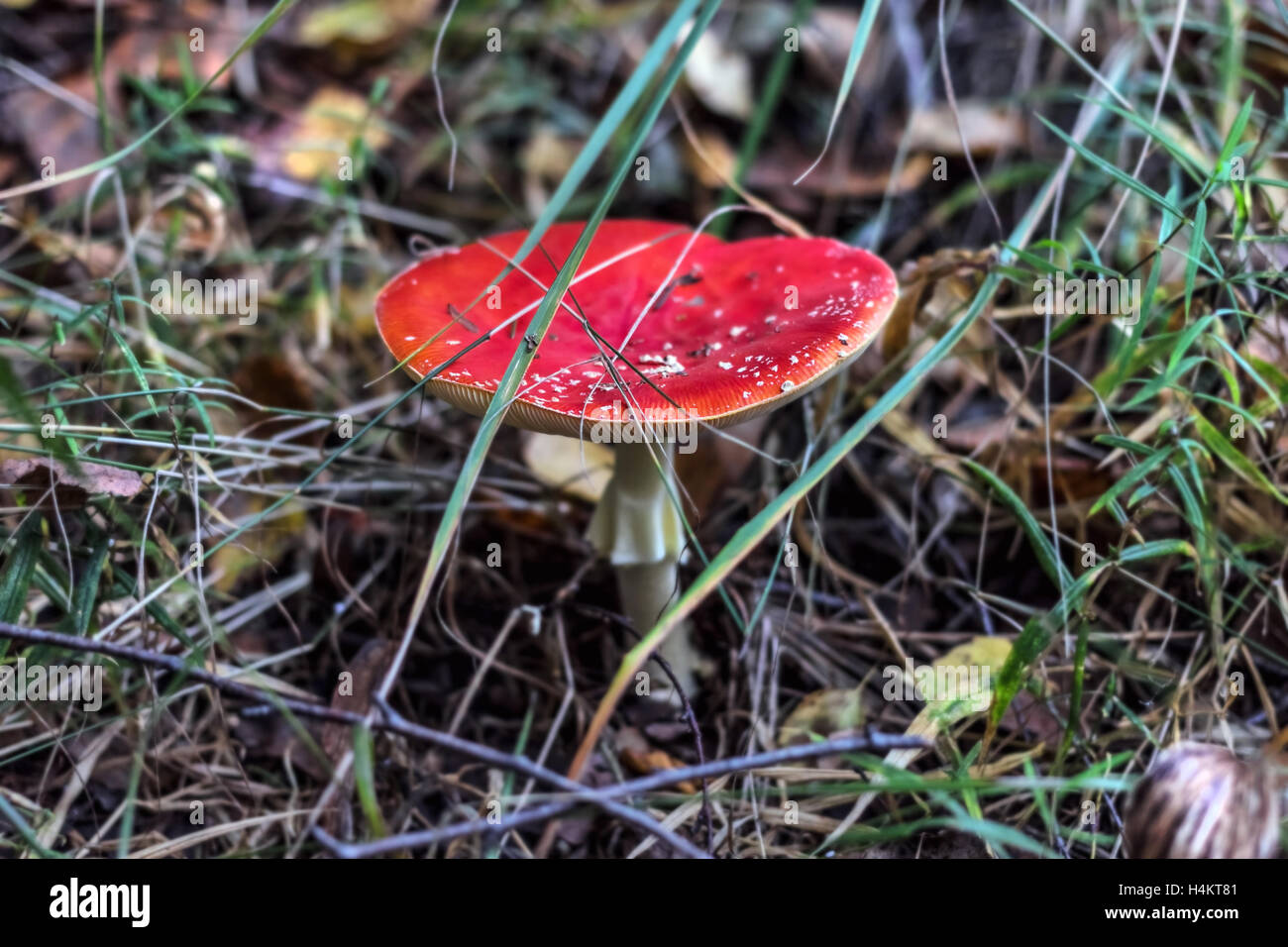 Red poison mushroom in autumn forest like surprise Stock Photo