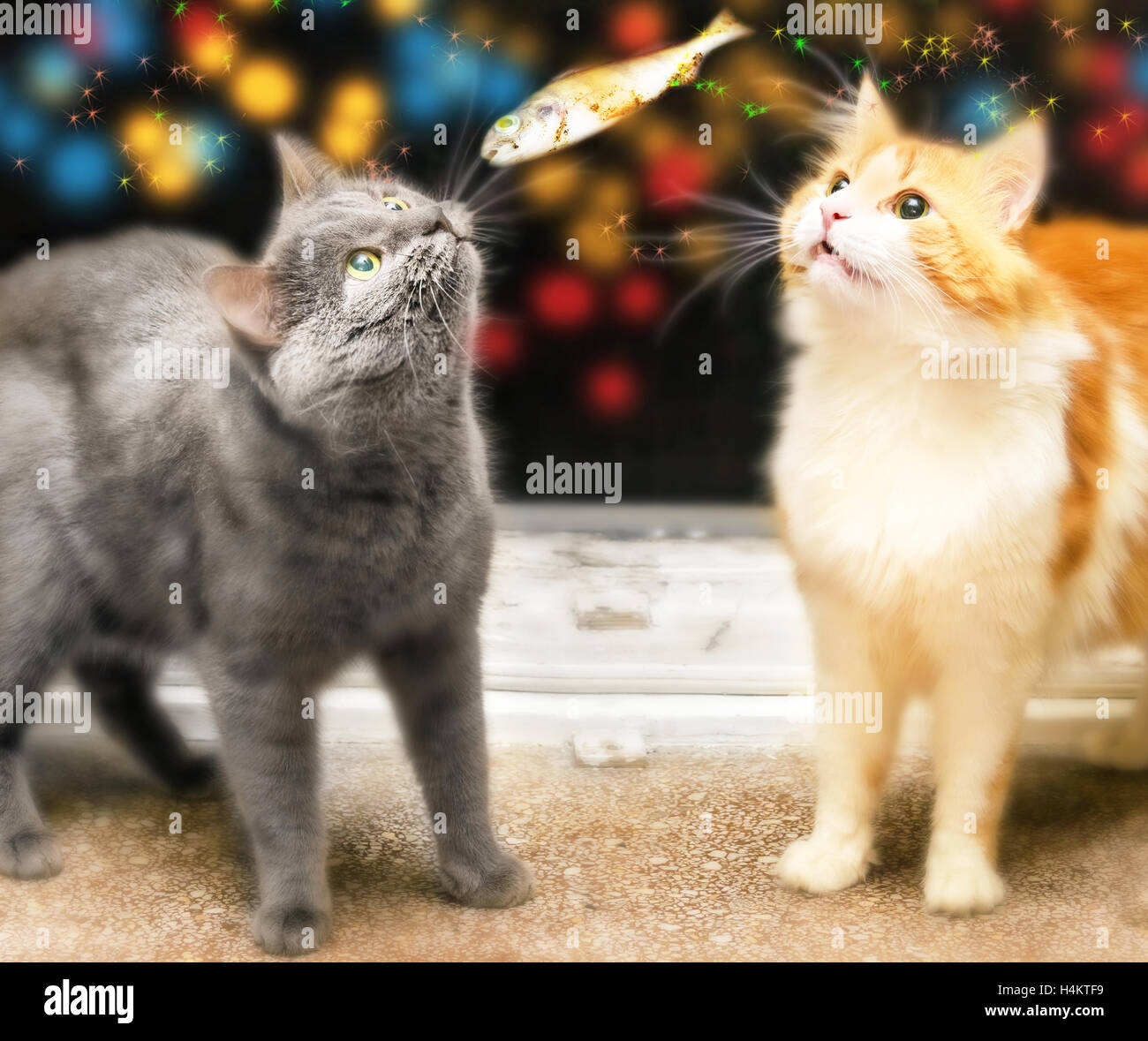 Gray and red wondering cats dreaming about holiday fish Stock Photo