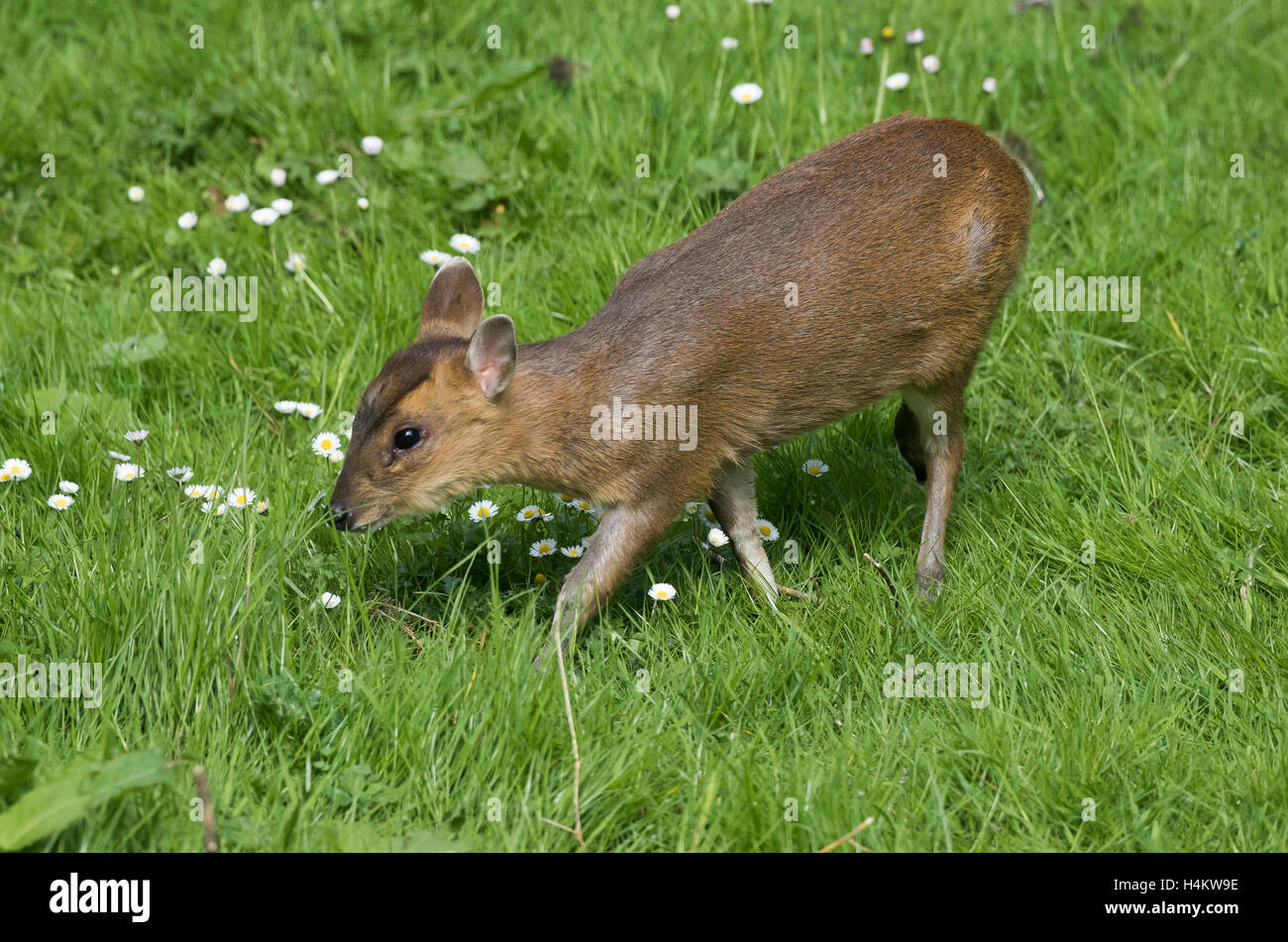 baby of deer called