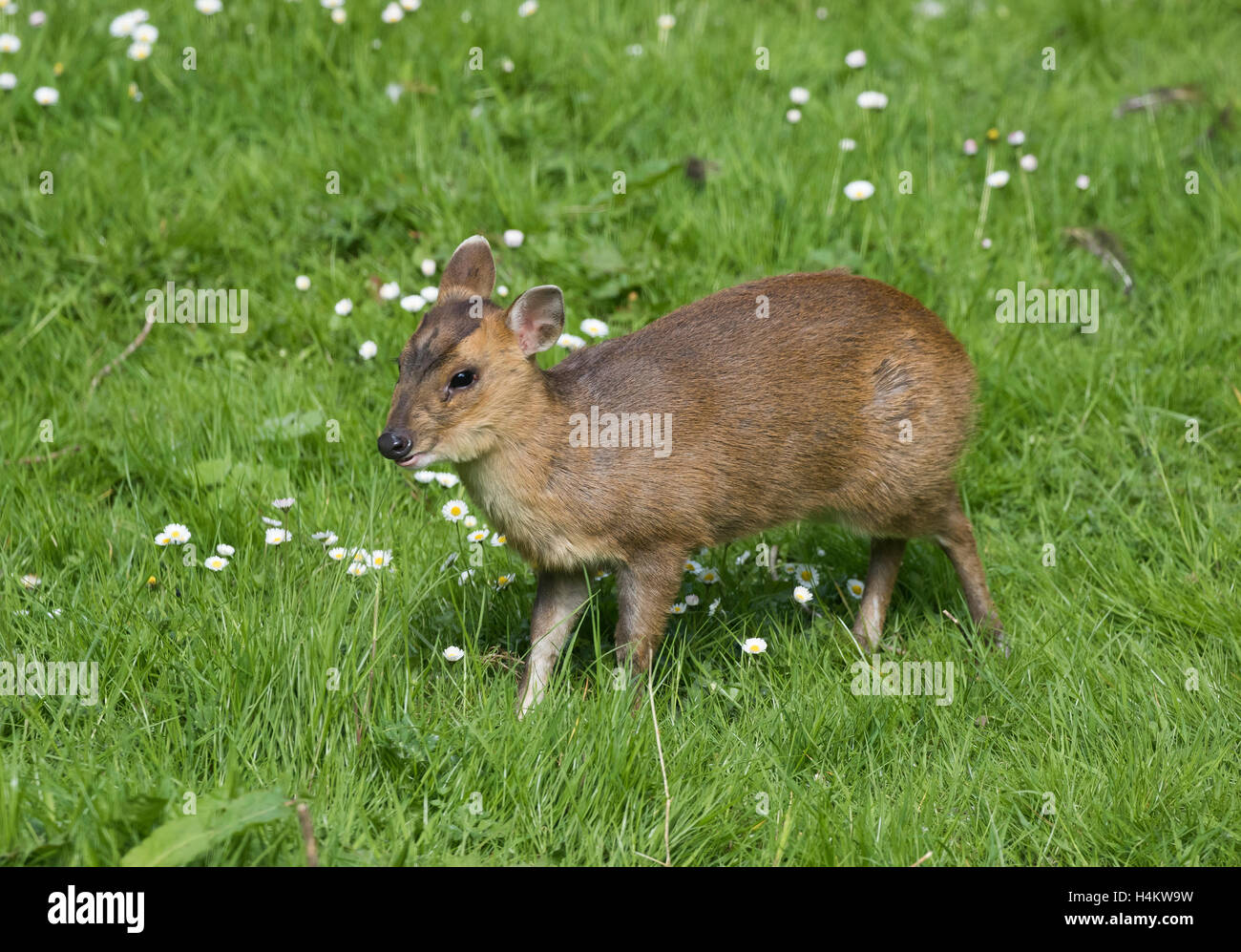 baby of deer called