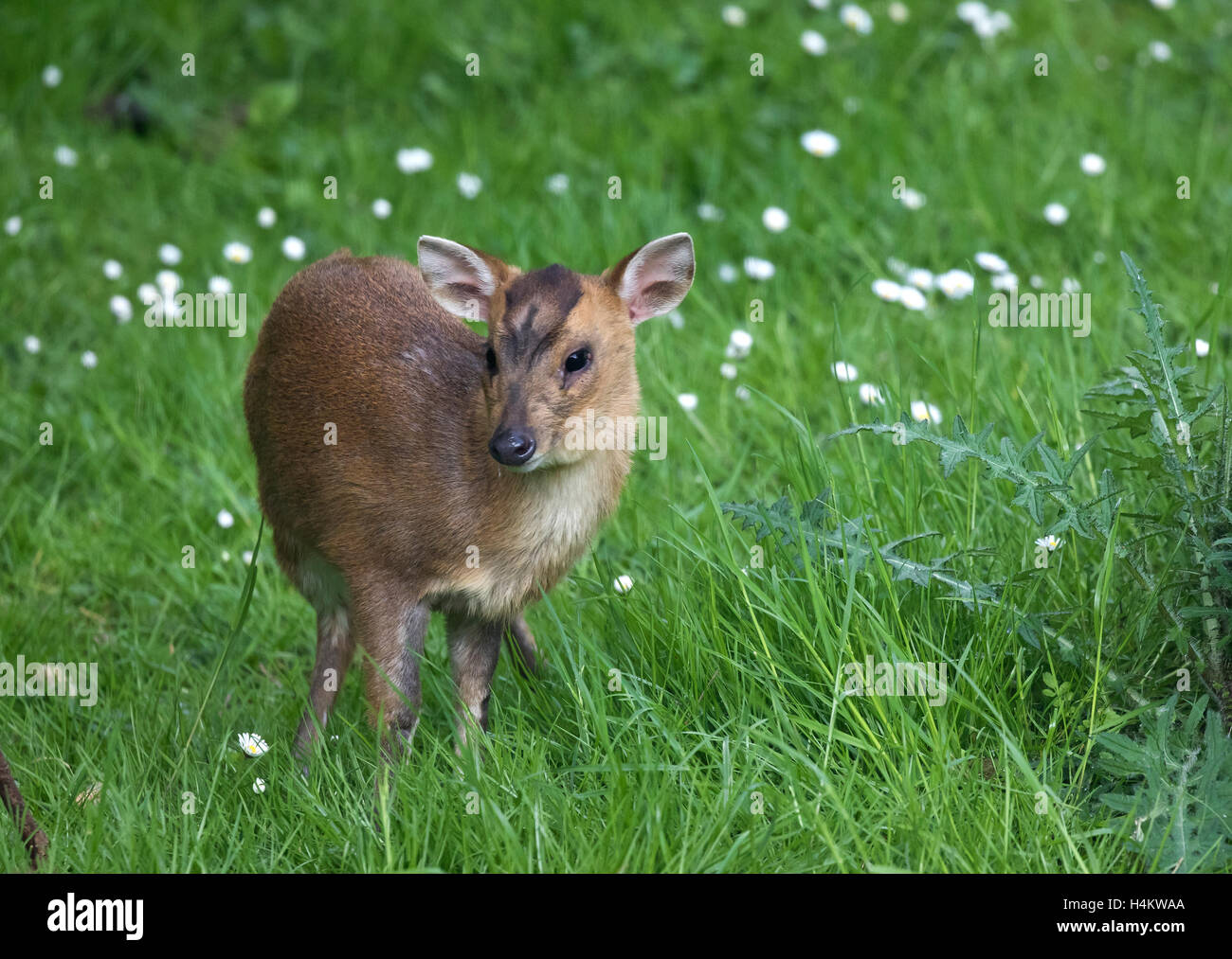 baby of deer called