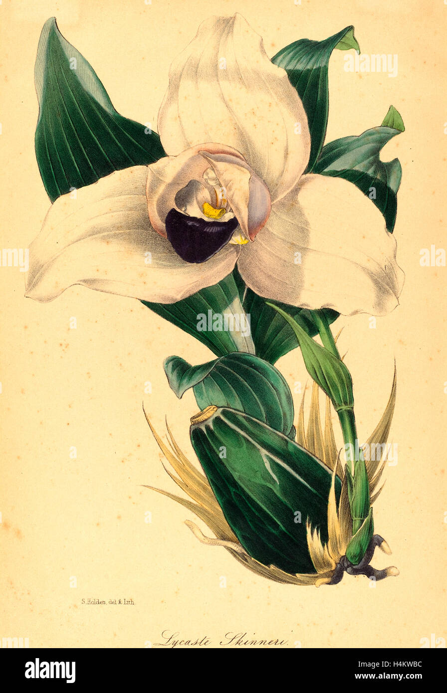 Samuel Holden, Lycaste Skinneri, British, active 1845-1847, hand-colored lithograph Stock Photo
