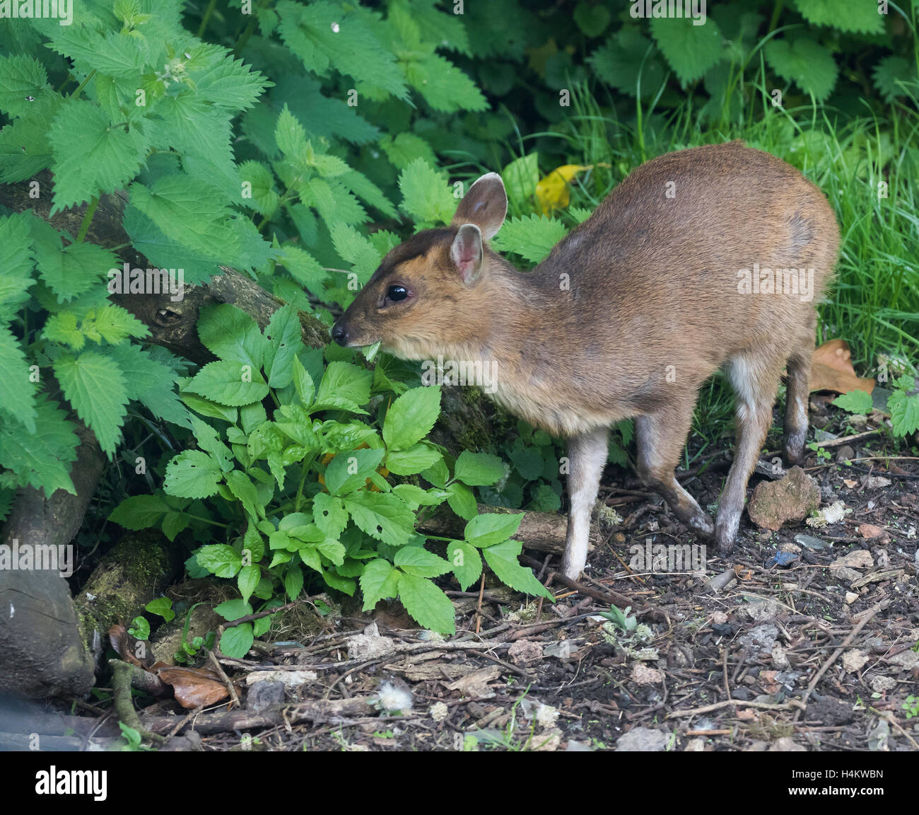 Baby Muntjac Deer also called Barking Deer Muntiacus reevesi feedin in