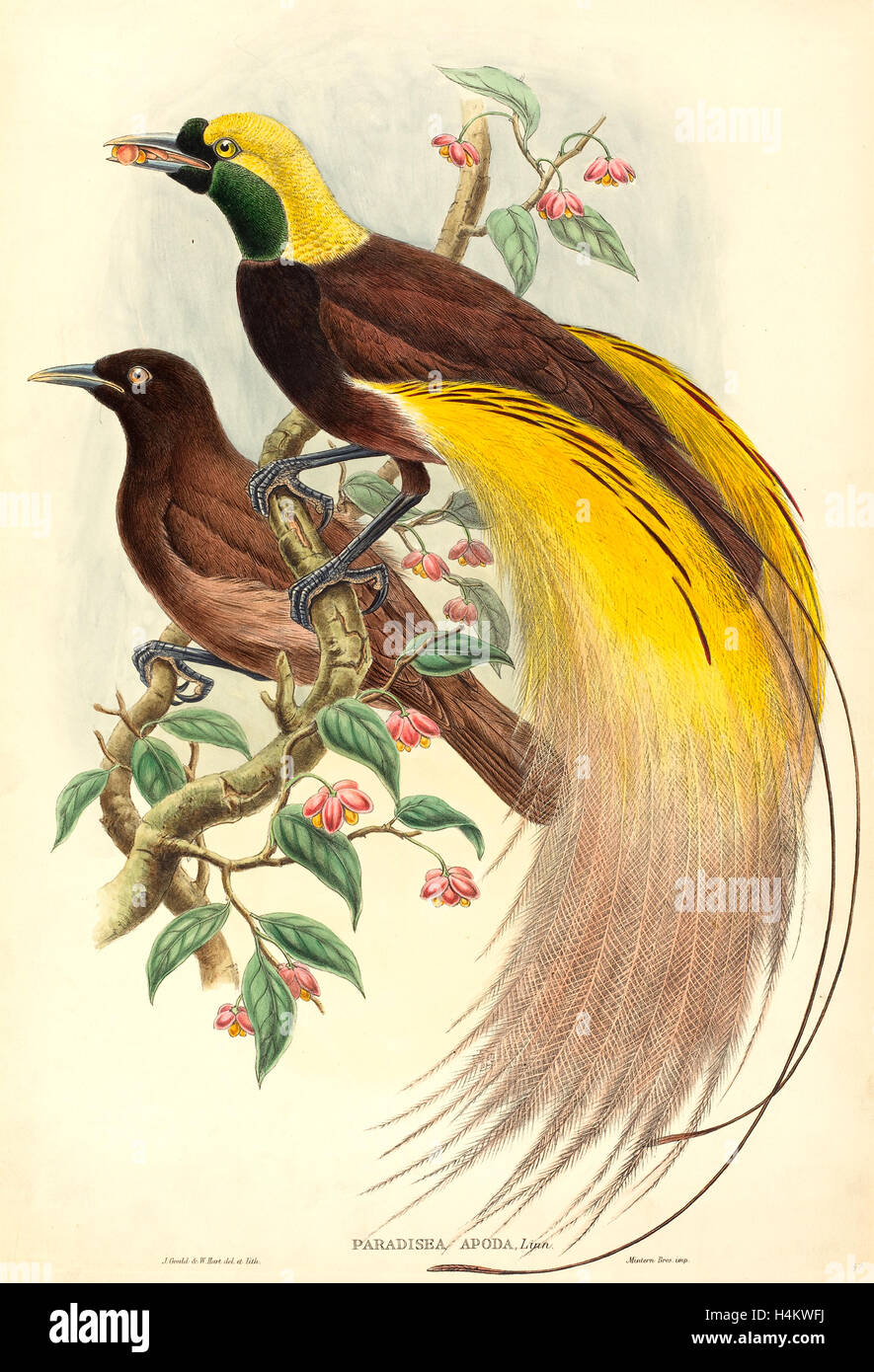 John Gould and W. Hart, British (18041881), Bird of Paradise (Paradisea apoda), published 1875