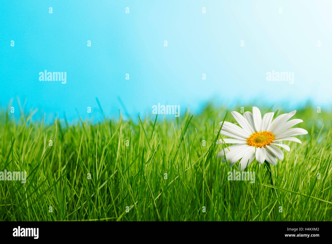 Daisy flowers in fresh green grass on blue background Stock Photo - Alamy