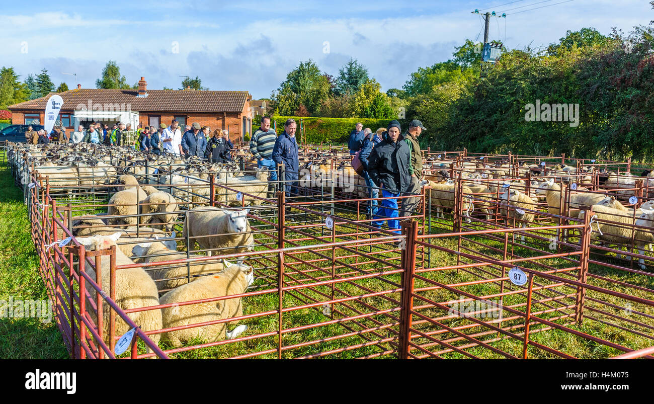 Corby Glen Sheep Fair, Grantham, Lincolnshire People waiting for the