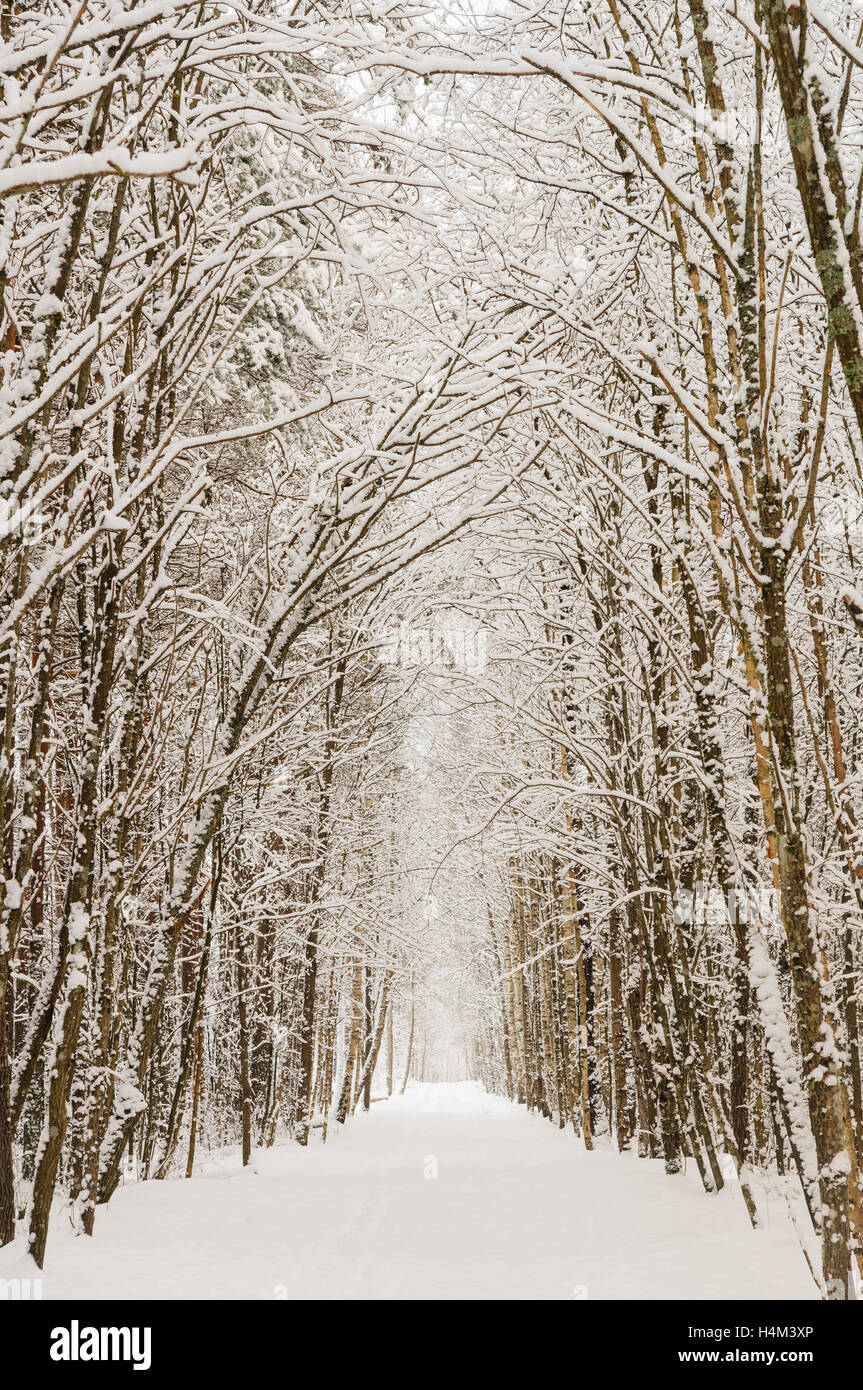 Scenic snowy alley with tall trees, winter landscape, vertical composition Stock Photo