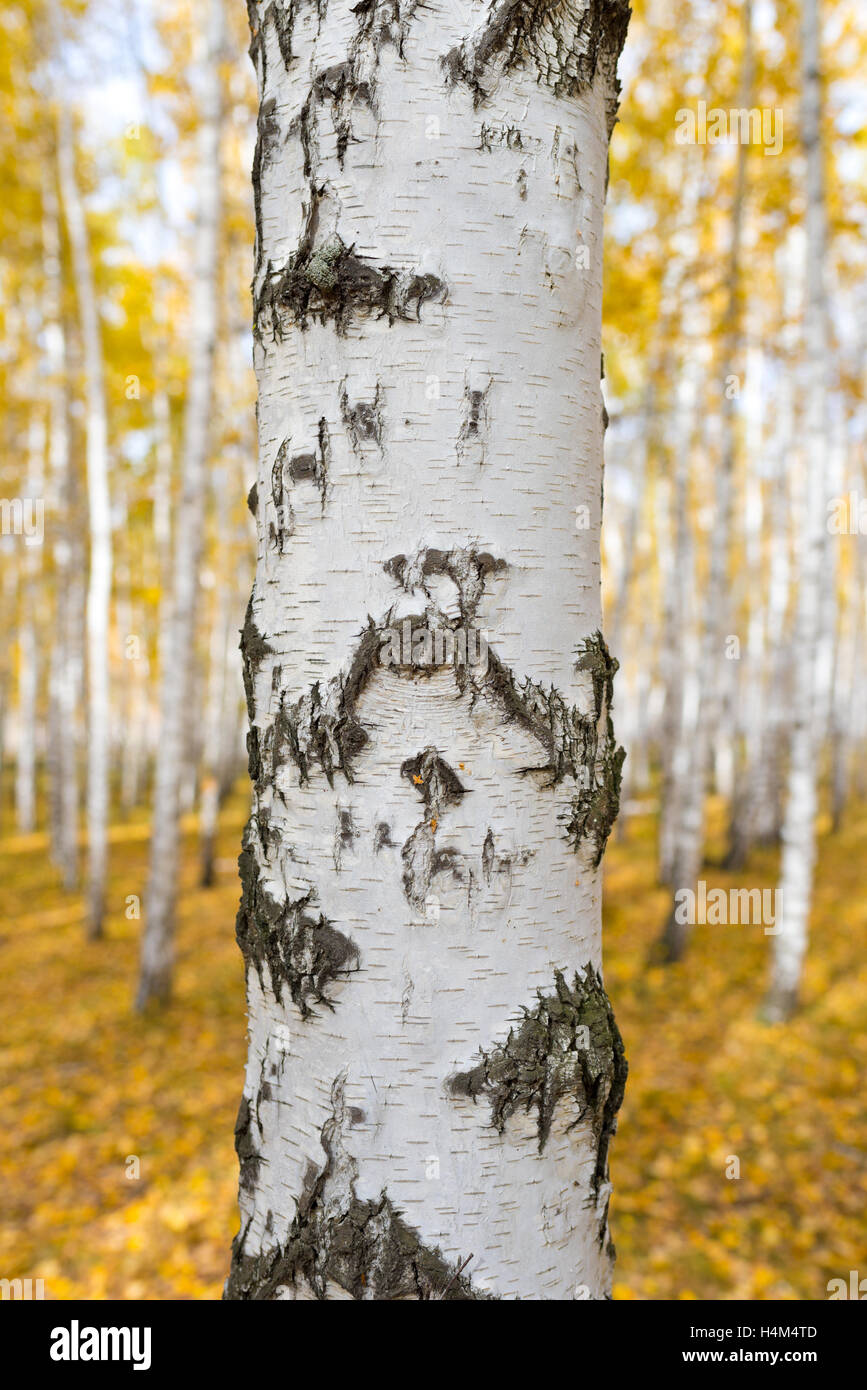 birch tree against autumn forest Stock Photo - Alamy