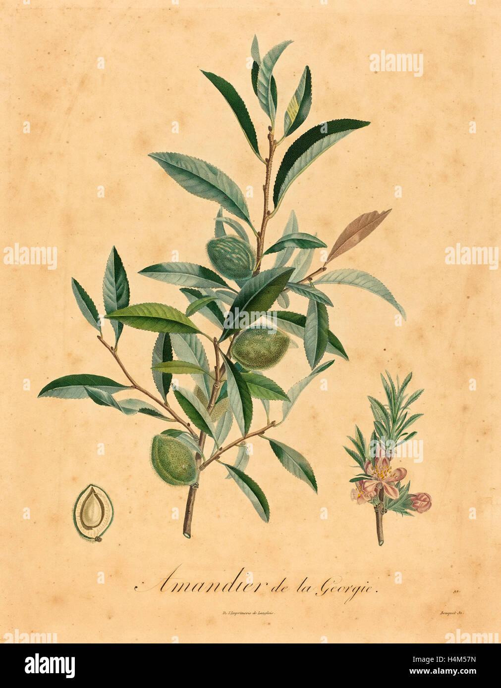 after A. Poiteau, Amandier de la Georgie, color stipple etching, hand-touched Stock Photo