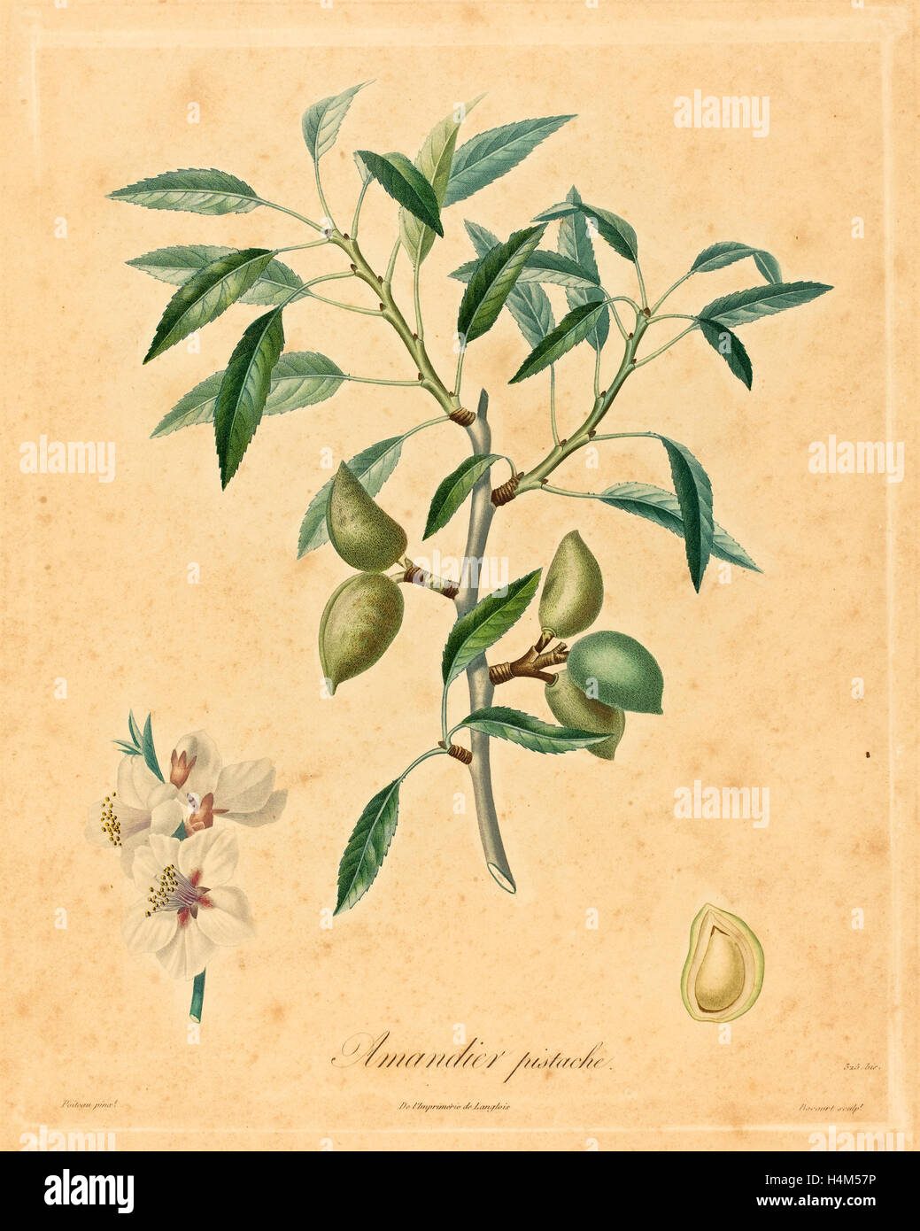 after A. Poiteau, Amandier pistache, color stipple etching, hand-touched Stock Photo