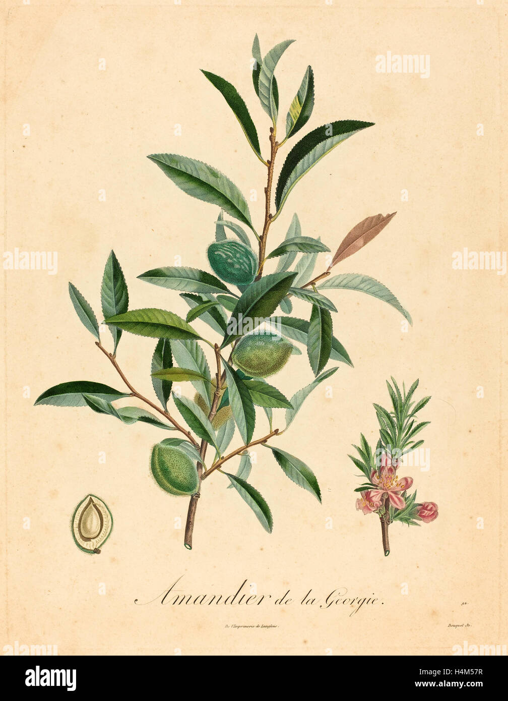 after A. Poiteau, Amandier de la Georgie, color stipple etching, hand-touched Stock Photo