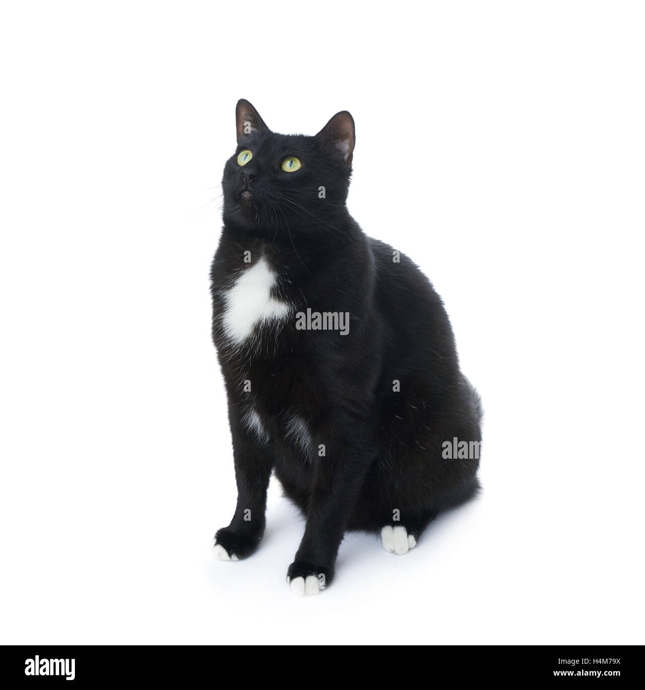 Sitting black cat isolated over the white background Stock Photo