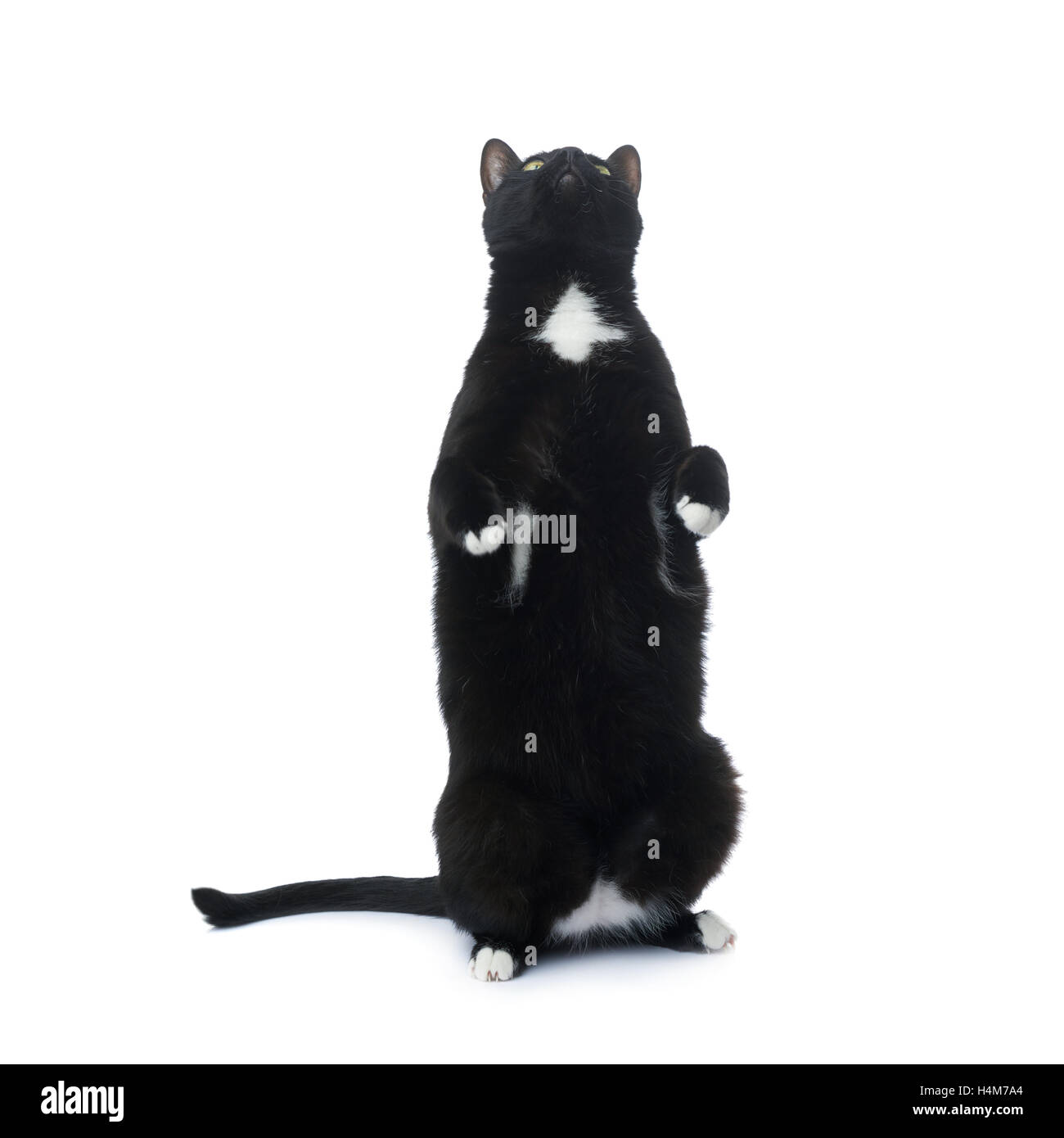 Standing black cat isolated over the white background Stock Photo