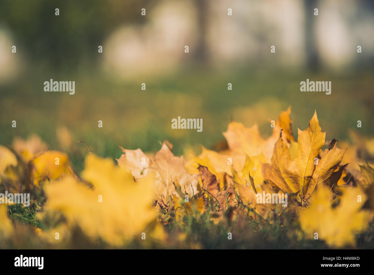 Yellow autumn Maple leaves on green grass. Bokeh blurred artistic ...