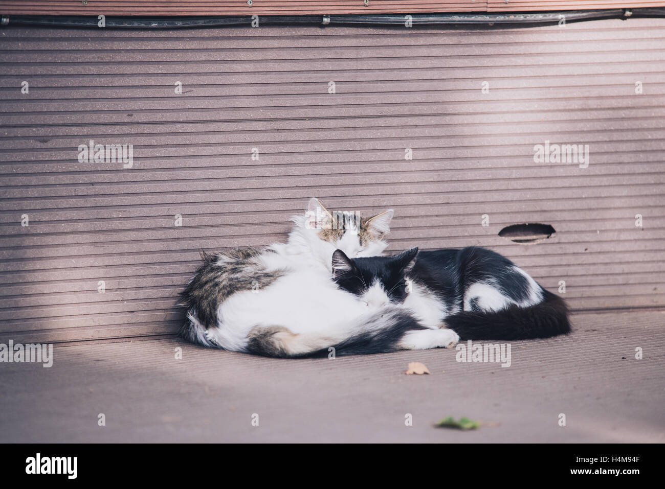 two cats laying on eatch other near the wall outdoor, love picture ...
