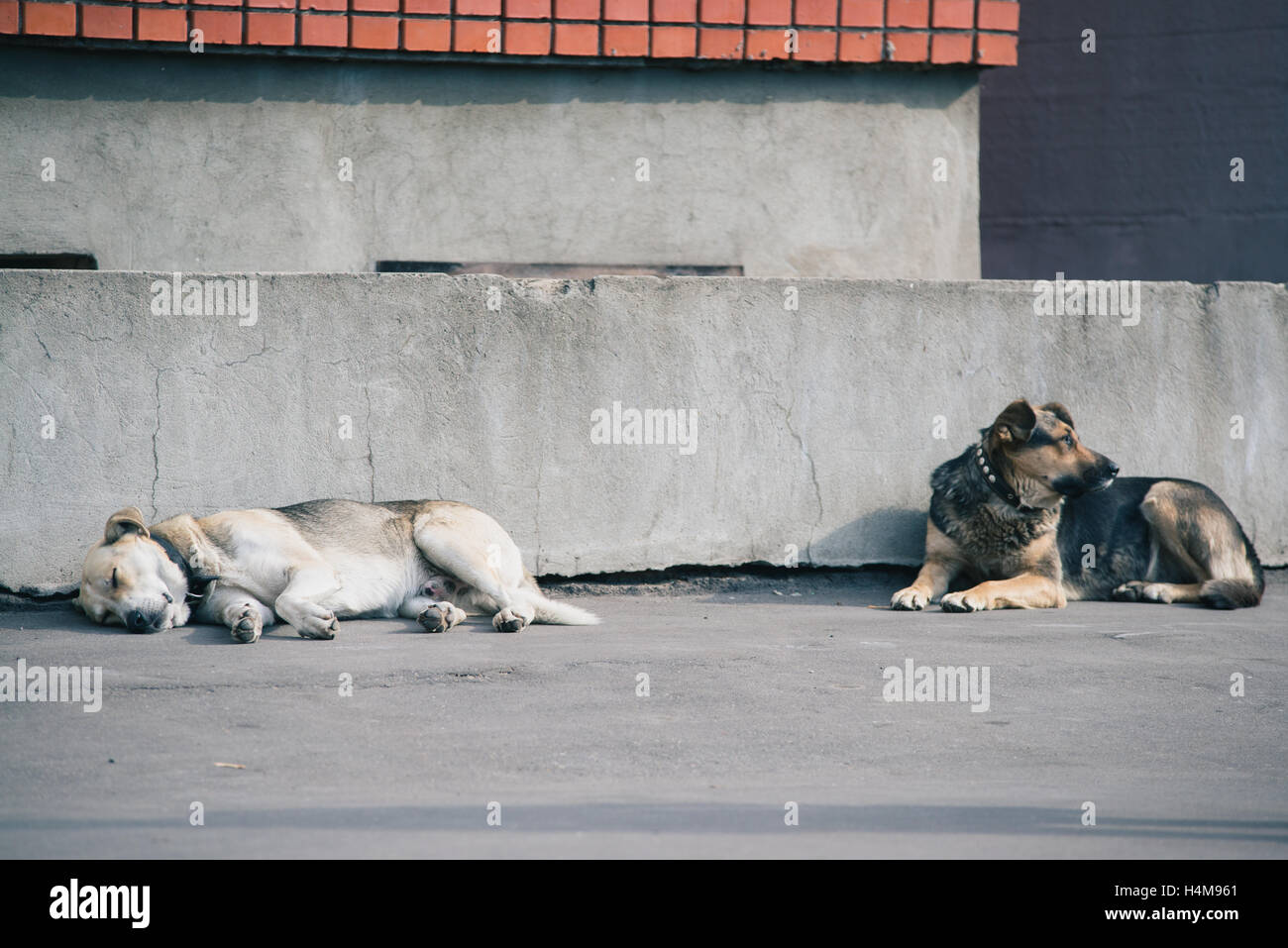 Two dogs laying down together against a concrete gray wall Stock Photo ...