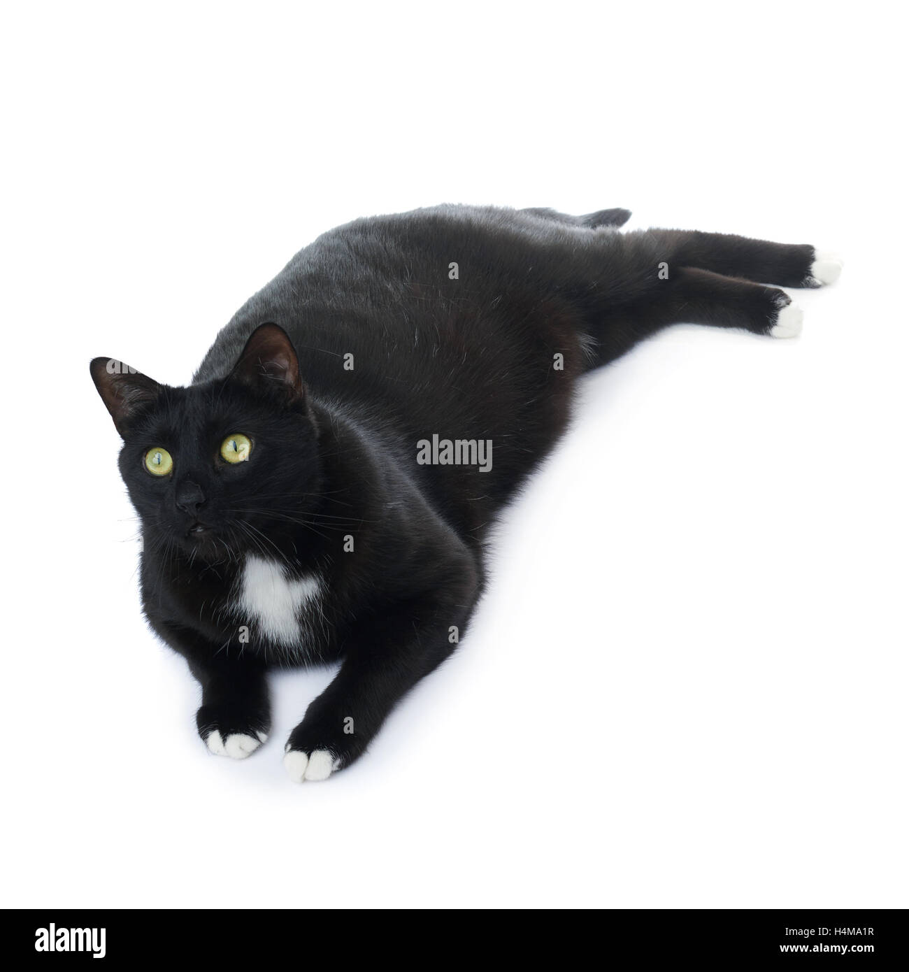 Lying black cat isolated over the white background Stock Photo