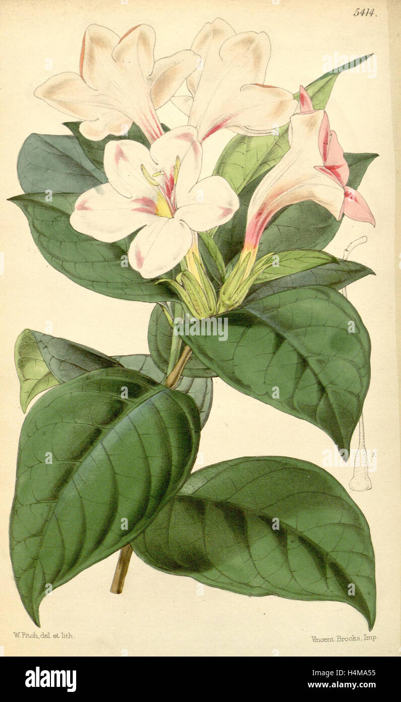 Botanical Print by Walter Hood Fitch 1817 1892, W.H. Fitch was an