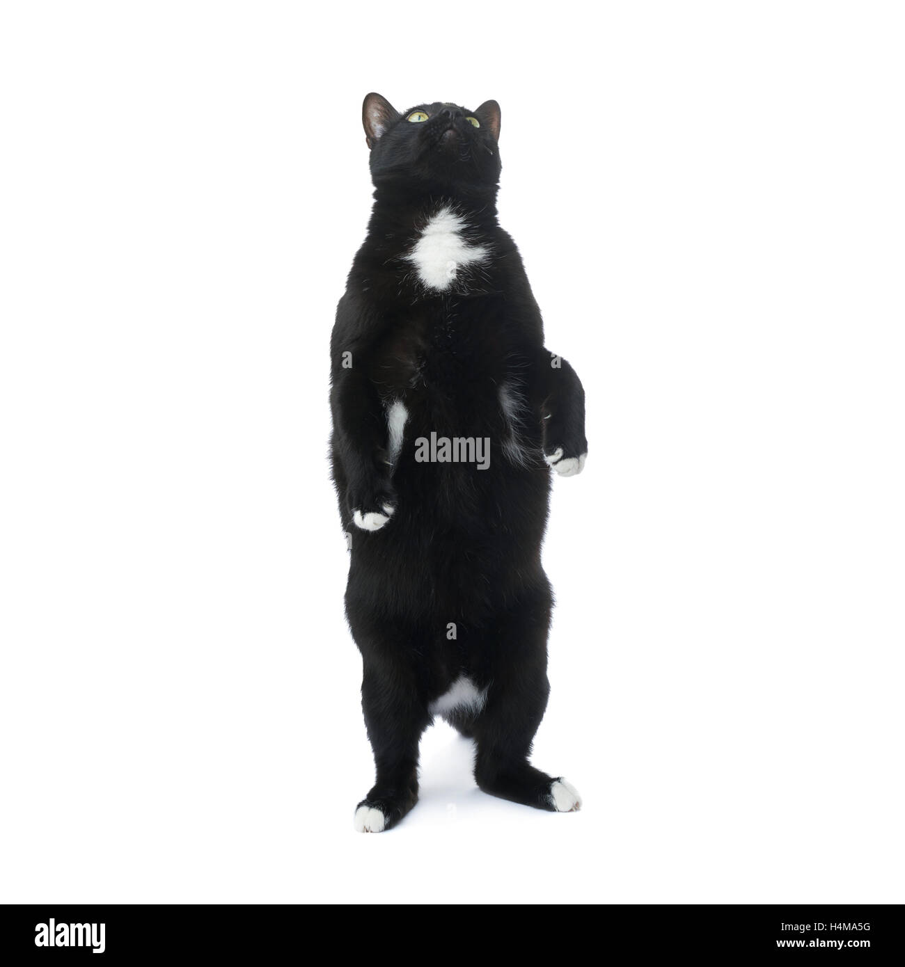 Standing black cat isolated over the white background Stock Photo - Alamy