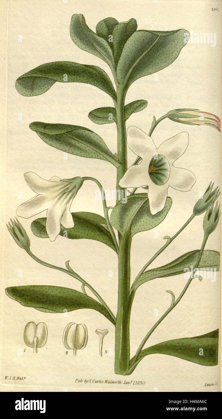 Botanical print by Sir William Jackson Hooker, FRS, 1785 – 1865, English botanical illustrator Stock Photo