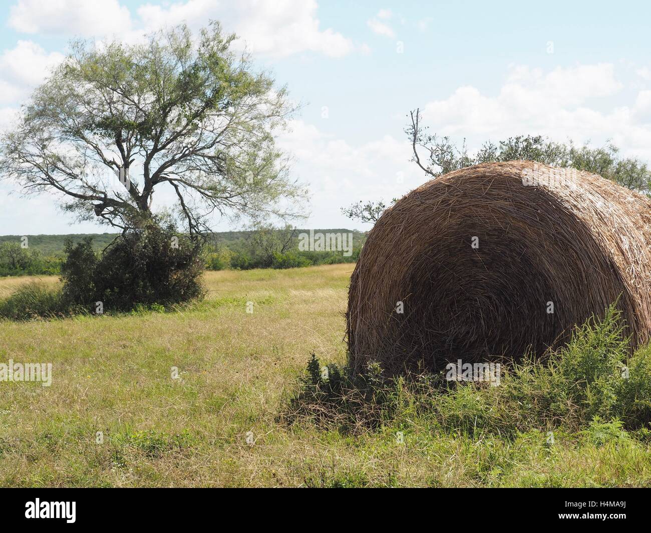 Hay bale in south Texas Stock Photo
