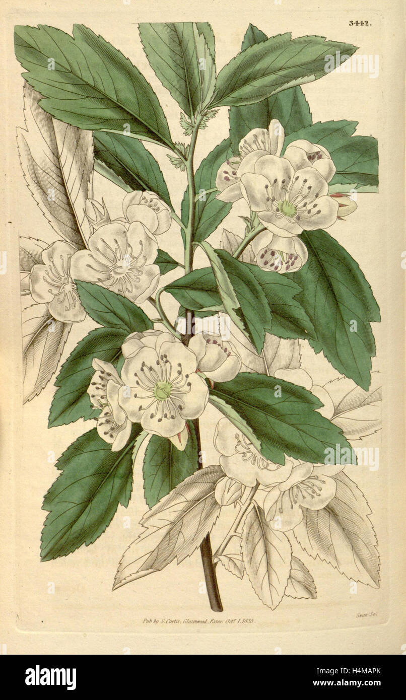 Botanical print or English natural history illustration by Joseph Swan 17961872, British