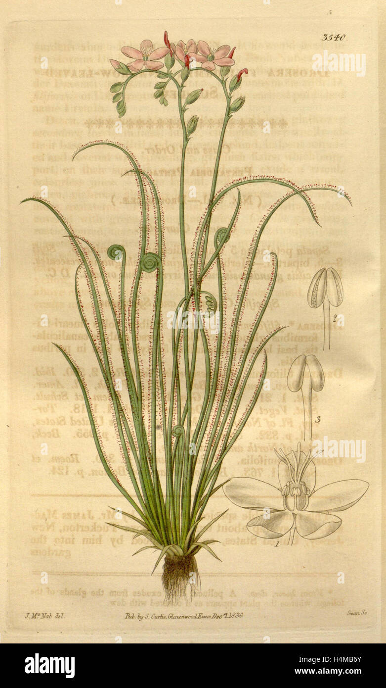 Botanical print or English natural history illustration by Joseph Swan 1796-1872, British Engraver Stock Photo